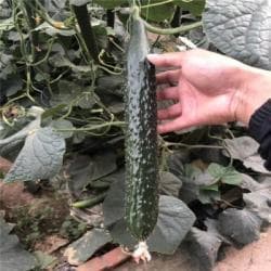 黄瓜种苗 大黄瓜种苗 黄瓜种子 嫁接黄瓜种苗
